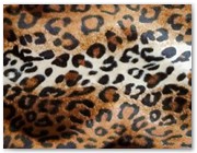 335  |  Leopard